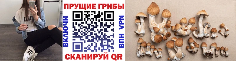 Галлюциногенные грибы Cubensis  сайты даркнета как зайти  Оха 
